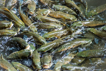 Fish in the Erawan Waterfall at Erawan National Park, Thailand