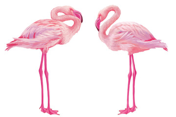 Bright drawn american flamingo set isolated on white - obrazy, fototapety, plakaty