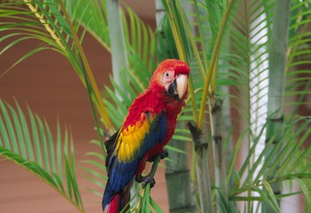 aras aus costa rica