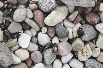 Pebble and black shells on the beach texture