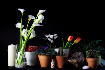 Close up of various flowers and houseplants.