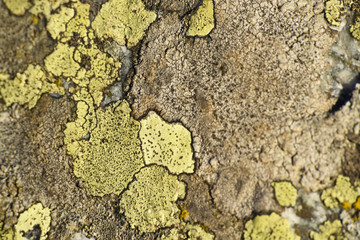 lichens jaune