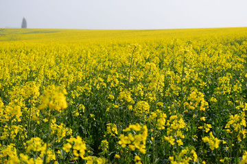 Fototapeta premium A field of Rapeseed flowers in Grantham, UK