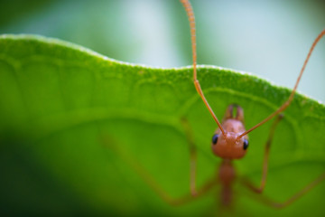 Ants macro on green leaves
