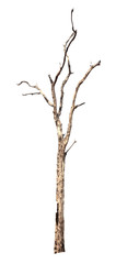 dead tree isolated on white background