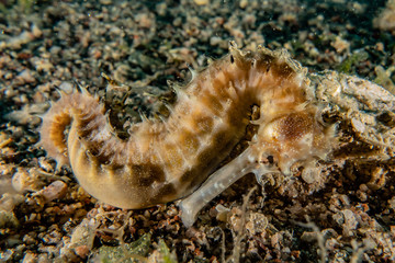 Sea ​​horse in the Red Sea Colorful and beautiful, Eilat Israel