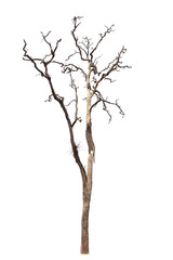 dead tree isolated on white background