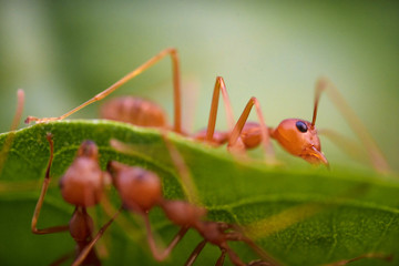 Ants macro on green leaves