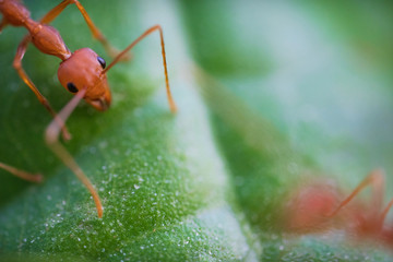 Ants macro on green leaves