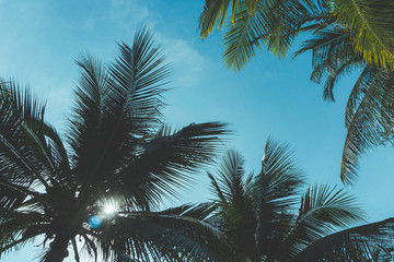 Fototapeta na wymiar Vintage toned palm tree over sky background
