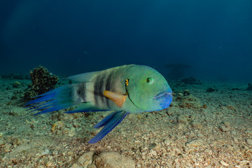 Fish swim in the Red Sea, colorful fish, Eilat Israel