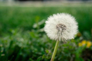 Close up of a Dandelion (Taraxacum officinale) with soft green background