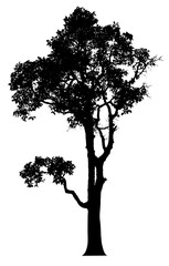 Silhouette tree isolated on a white background. Clipping path included