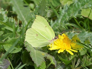 Common brimstone butterfly sucking up nectar from a dandelion flower