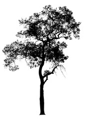 Obraz premium Silhouette tree isolated on a white background. Clipping path included