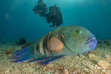 Fish swim in the Red Sea, colorful fish, Eilat Israel