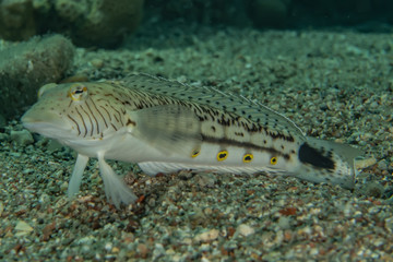 Fish swim in the Red Sea, colorful fish, Eilat Israel