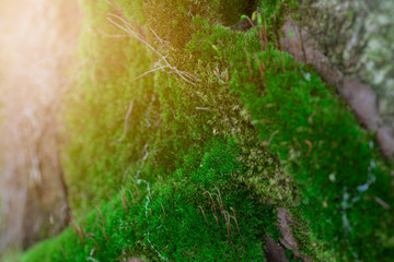 Tree with moss on roots in a green forest or moss on tree trunk. Tree bark with green moss. Selective focus.