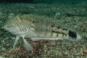 Fish swim in the Red Sea, colorful fish, Eilat Israel