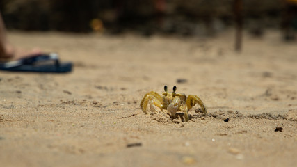 crab 3