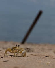 crab 2