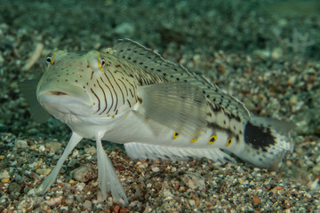 Fish swim in the Red Sea, colorful fish, Eilat Israel
