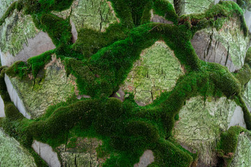 Tree with moss on roots in a green forest or moss on tree trunk. Tree bark with green moss....