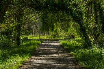 Obraz premium path in the forest