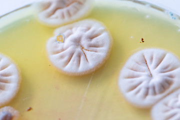 Backgrounds of Characteristics and Different shaped Colony of Bacteria and Mold growing on agar plates from Soil samples for education in Microbiology laboratory.