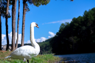 The big bird has white hair.