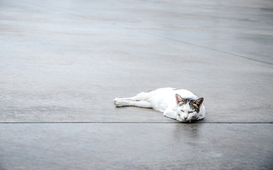 Cute white cat on the floor.