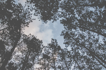 Big tree in the forest.