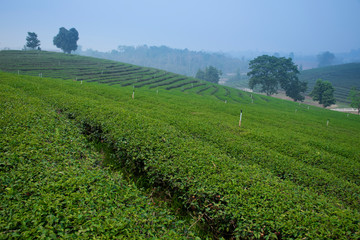 Fototapeta na wymiar Tea field plantation landscape view in Chiangrai, Thailand.