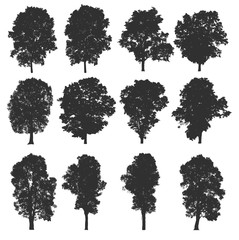 Tree set collection isolated on white background. Silhouette trees. Clipping path included