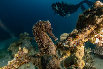 Sea ​​horse in the Red Sea Colorful and beautiful, Eilat Israel