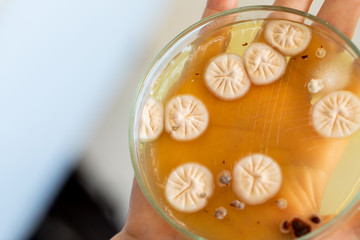 Backgrounds of Characteristics and Different shaped Colony of Bacteria and Mold growing on agar plates from Soil samples for education in Microbiology laboratory.