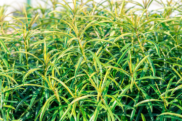 green bush with long leaves on the whole frame