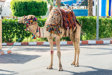 a big camel in a cape stands on the road against the backdrop of greenery