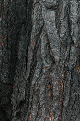 Background texture of old burnt wood close-up.