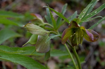 flower in the forest