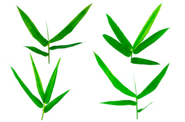 Bamboo leaves isolated on white background.Clipping Path.