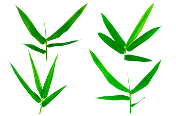 Fototapeta premium Bamboo leaves isolated on white background.Clipping Path.