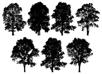 Tree set collection isolated on white background. Silhouette trees. Clipping path included