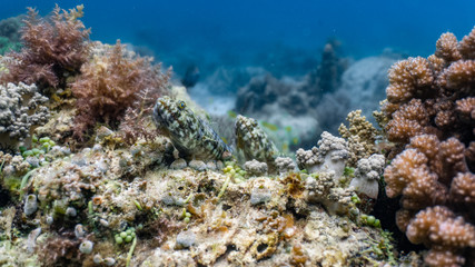 Naklejka na ściany i meble Pair of lizard fish resting comfortably on a hard coral. Lizardfishes are benthic marine and estuarine bony fishes that belong to the aulopiform fish order, a diverse group of marine ray-finned fish.