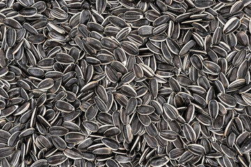 Striped large sunflower background texture