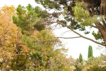 Nikitsky Botanical Garden. Luxuriant thick vegetation of old beautiful green park with different trees, plants and decorative gardening.