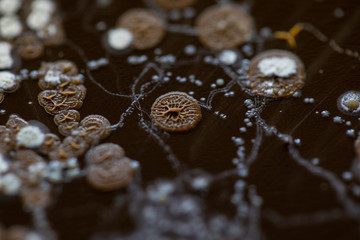 Backgrounds of Characteristics and Different shaped Colony of Bacteria and Mold growing on agar...