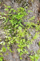 tree and branches background