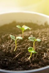 Pomegranate seedling sprouts, growing from seed in pot. Grow exotic tree at home.