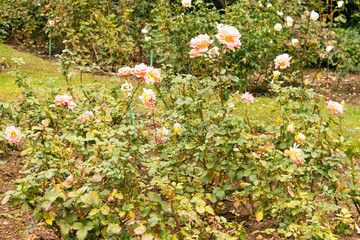 Obraz premium Beautiful pink roses on the bed in the garden on green natural background